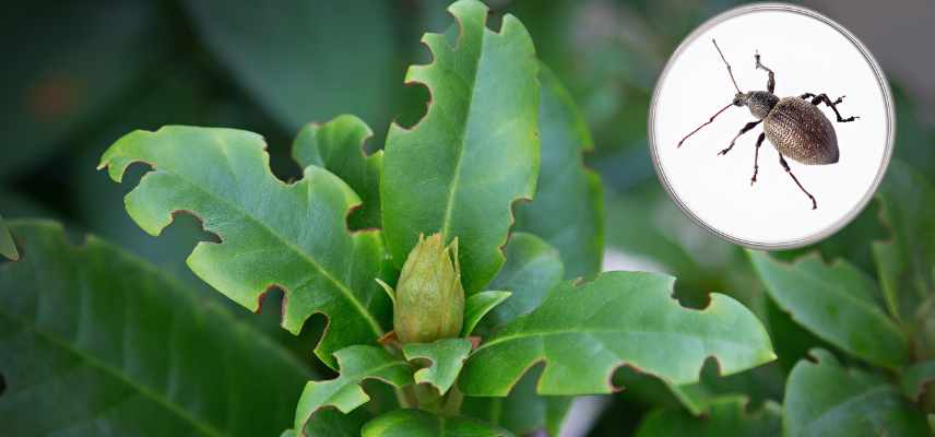 maladies trous perforations sur plantes
