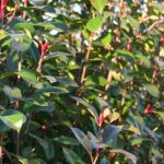 Photinia et sécheresse : quelle résistance et comment l’aider en été ?