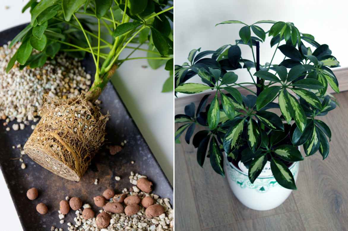 comment planter un schefflera