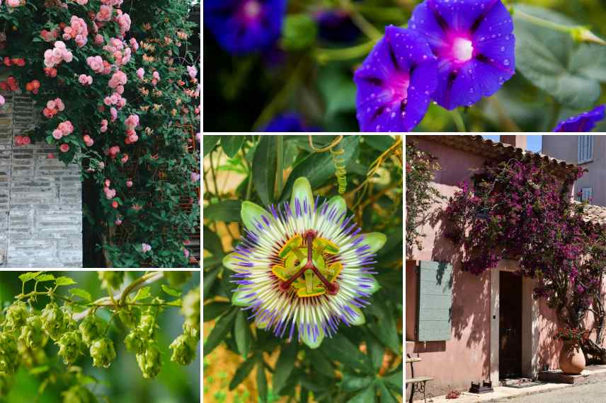 plantes grimpantes adaptees sur un mur maison