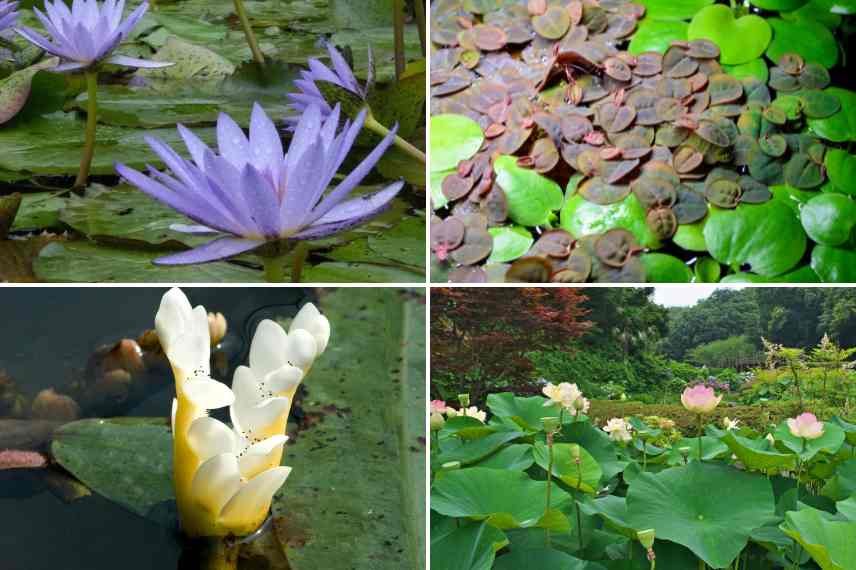 aquatiques flottantes bassin region temperee chaude