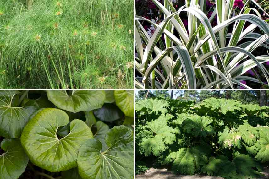 plantes bord bassin zone climat chaud doux