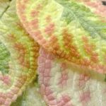 Plantes d’intérieur à feuillage coloré : réveillez votre décoration !