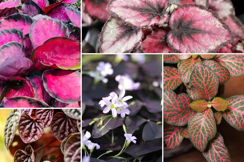 Plantes d'intérieur très colorées pour espaces moyennement lumineux