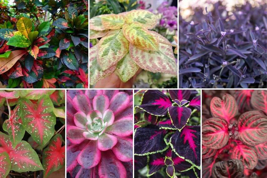 les plantes d'intérieur les plus colorées