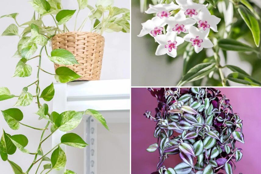 plantes à suspendre dans la cuisine