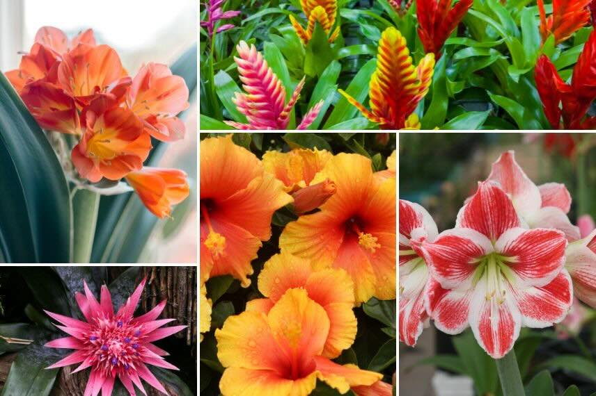 des fleurs originales de plantes d'intérieur