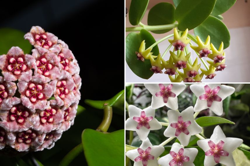 différentes fleurs d'Hoya