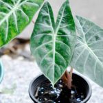 Quand et comment rempoter un alocasia ?