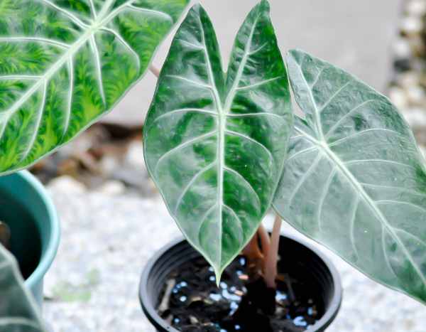 Quand et comment rempoter un alocasia ?