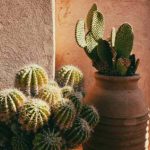 Quand et comment rempoter un cactus ?