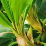 Pourquoi mon rhododendron ne fleurit pas ?