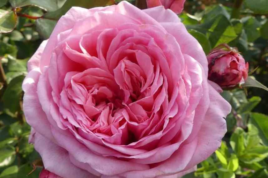 rose grimpante pour pot