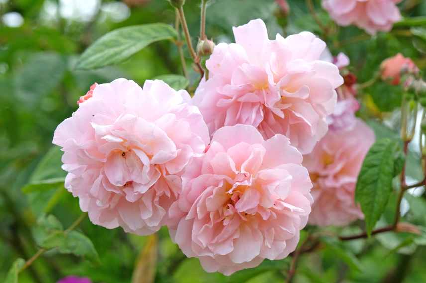 rosier grimpant pour pot