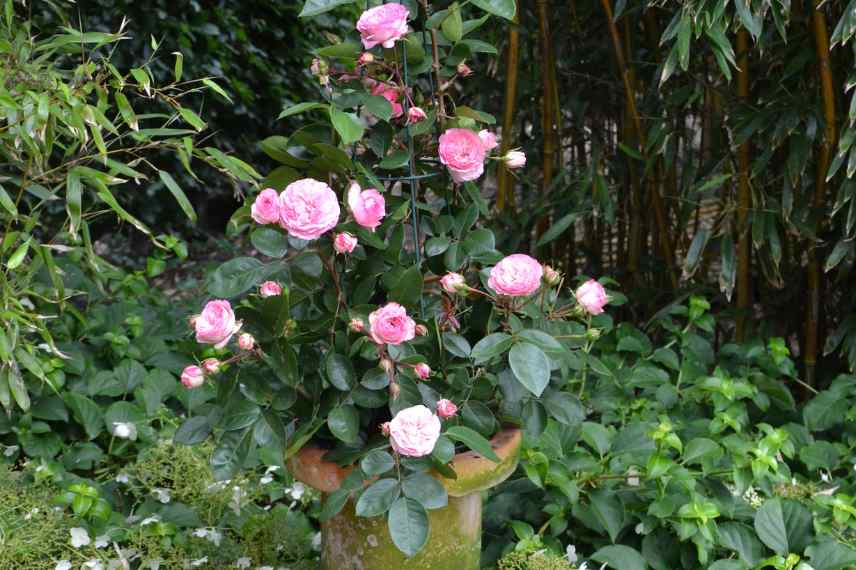 quel rosier grimpant pour pot