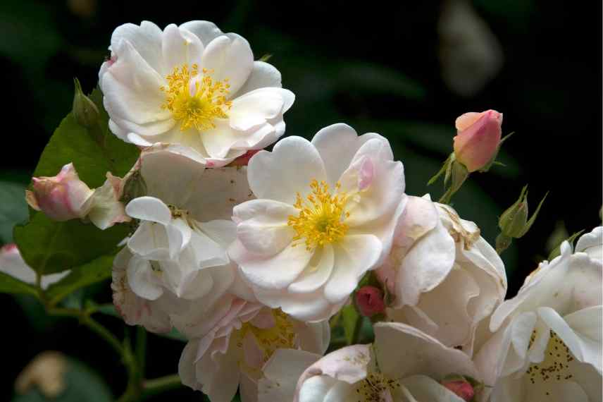 quel rosier grimpant pour bac potee