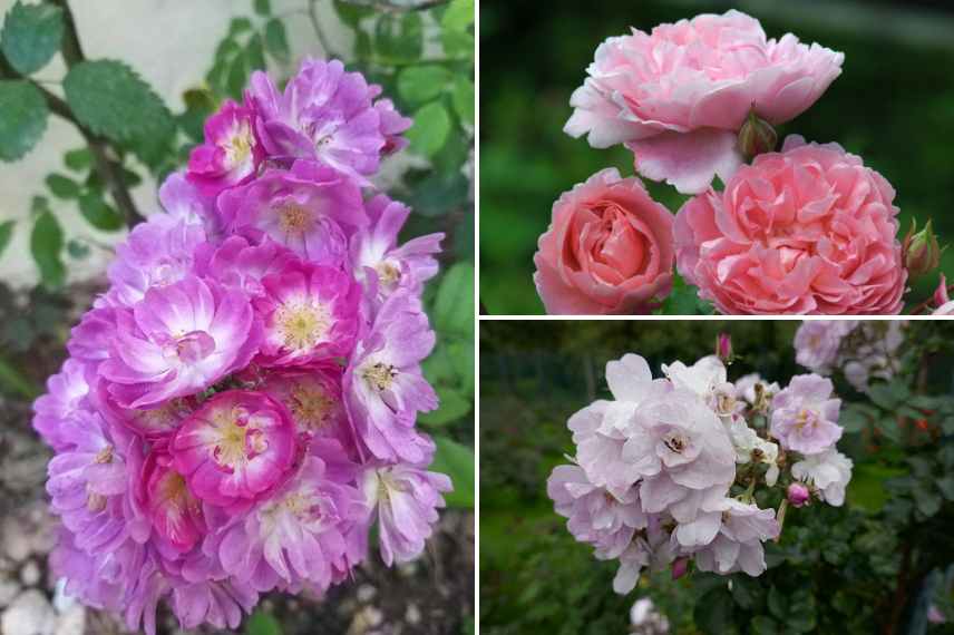 rosier grimpant culture plantation en pot