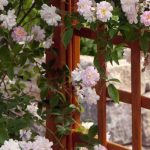 Quel rosier grimpant choisir pour une culture en pot ?