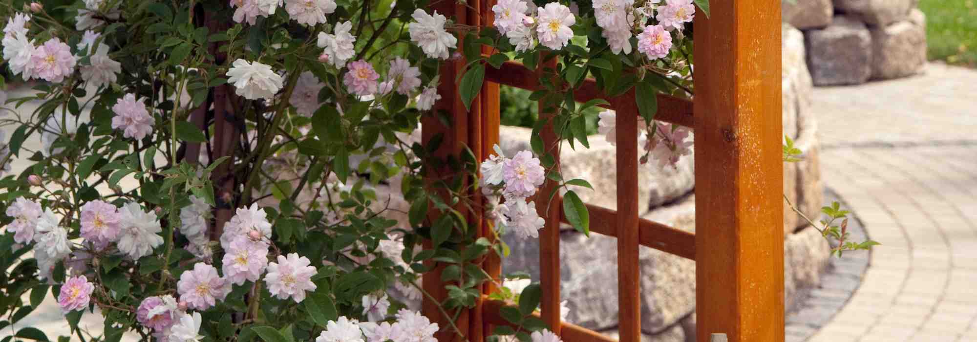 Quel rosier grimpant choisir pour une culture en pot ?