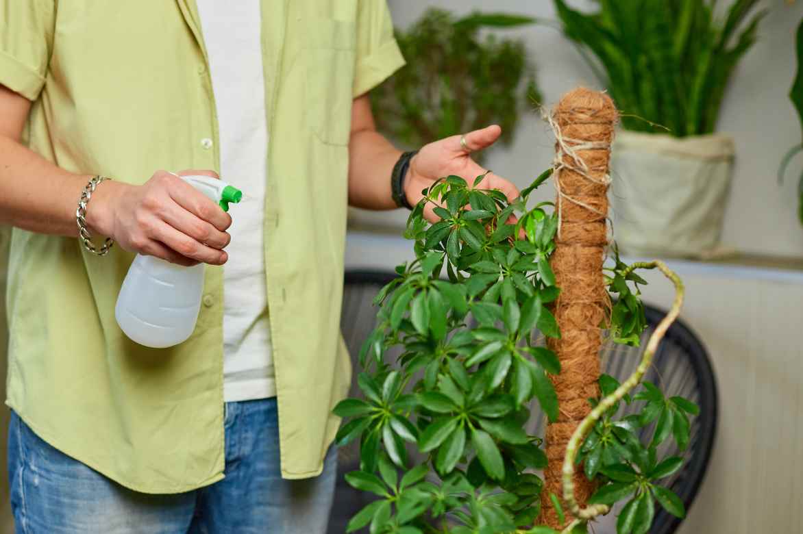 faut il brumiser un schefflera