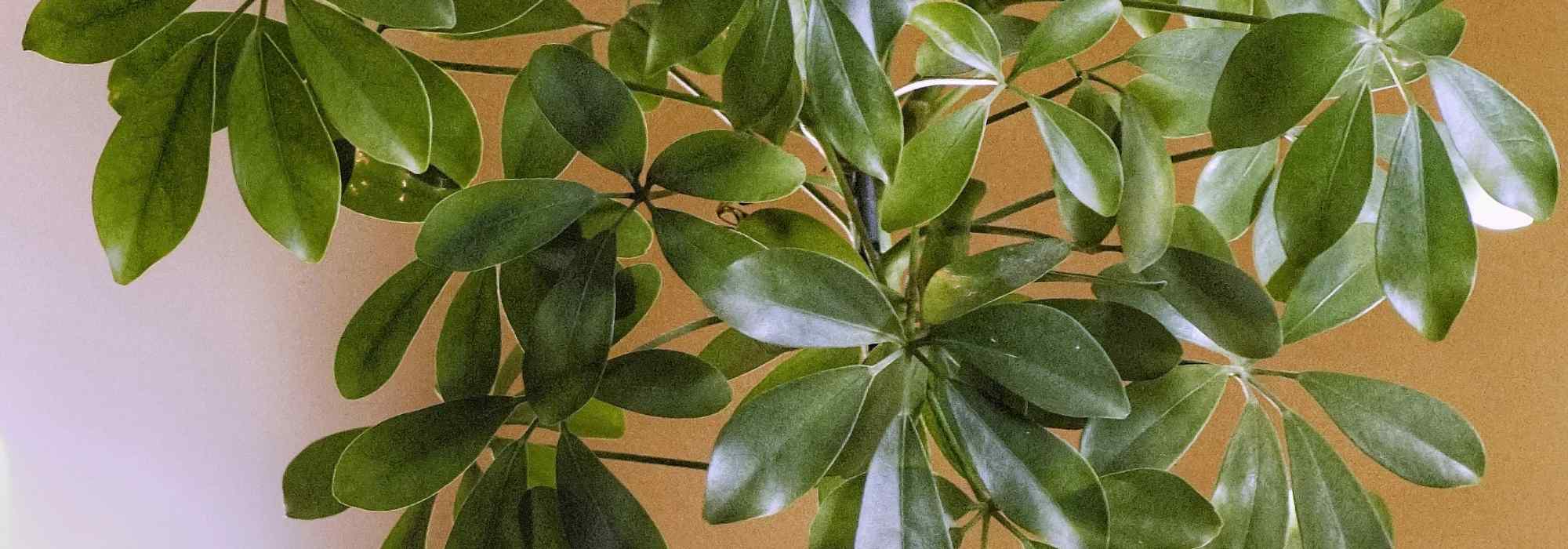 Schefflera : entretien, bouturage et conseils de culture