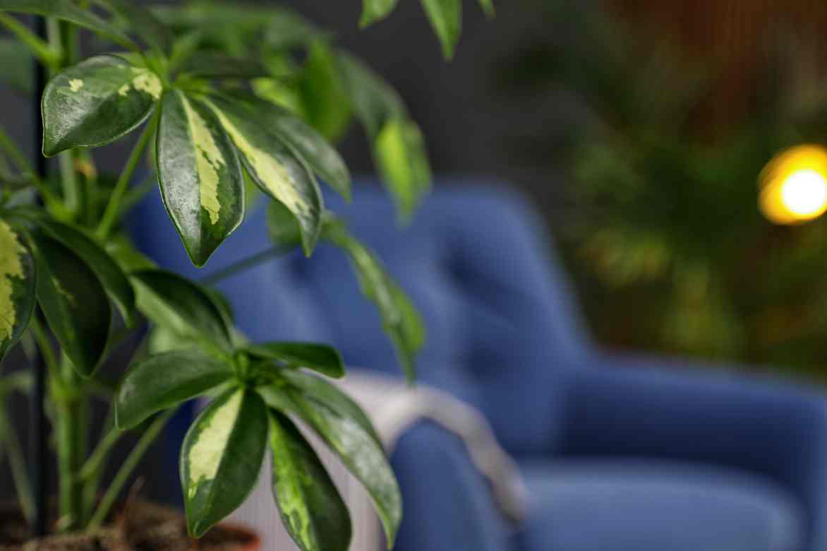 Schefflera plante d interieur