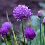 Comment réussir vos semis de ciboulette, en pot ou au jardin ?