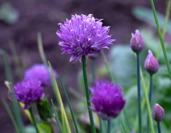 Comment réussir vos semis de ciboulette, en pot ou au jardin ?