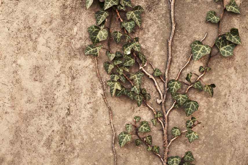 grimpante nefaste sur mur