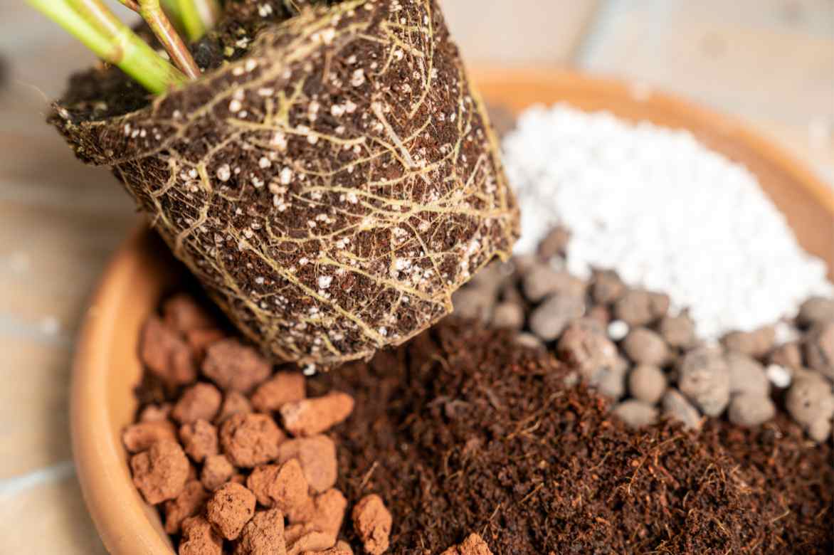 quel substrat Vriesea