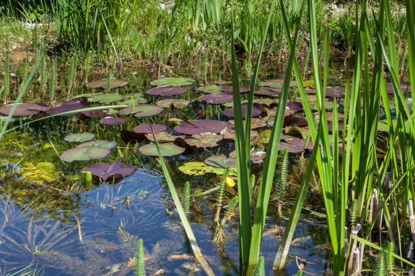 photo d'un bassin effet naturel