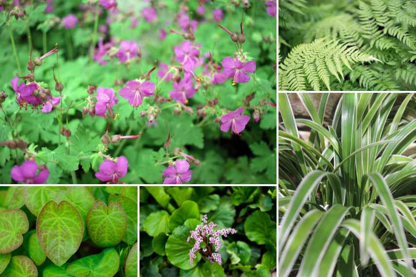 vivaces supportant soleil et ombre