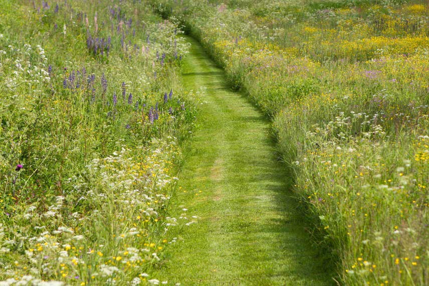 Refuge à papillons, prairie fleurie