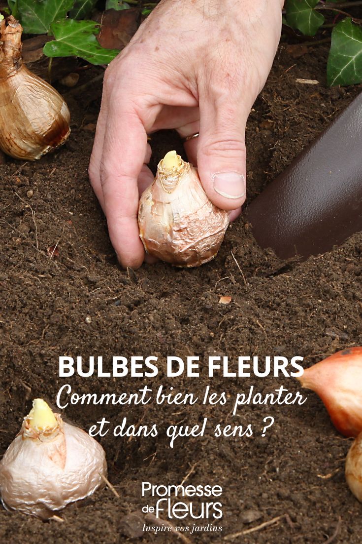 plantation d'un bulbe de fleur