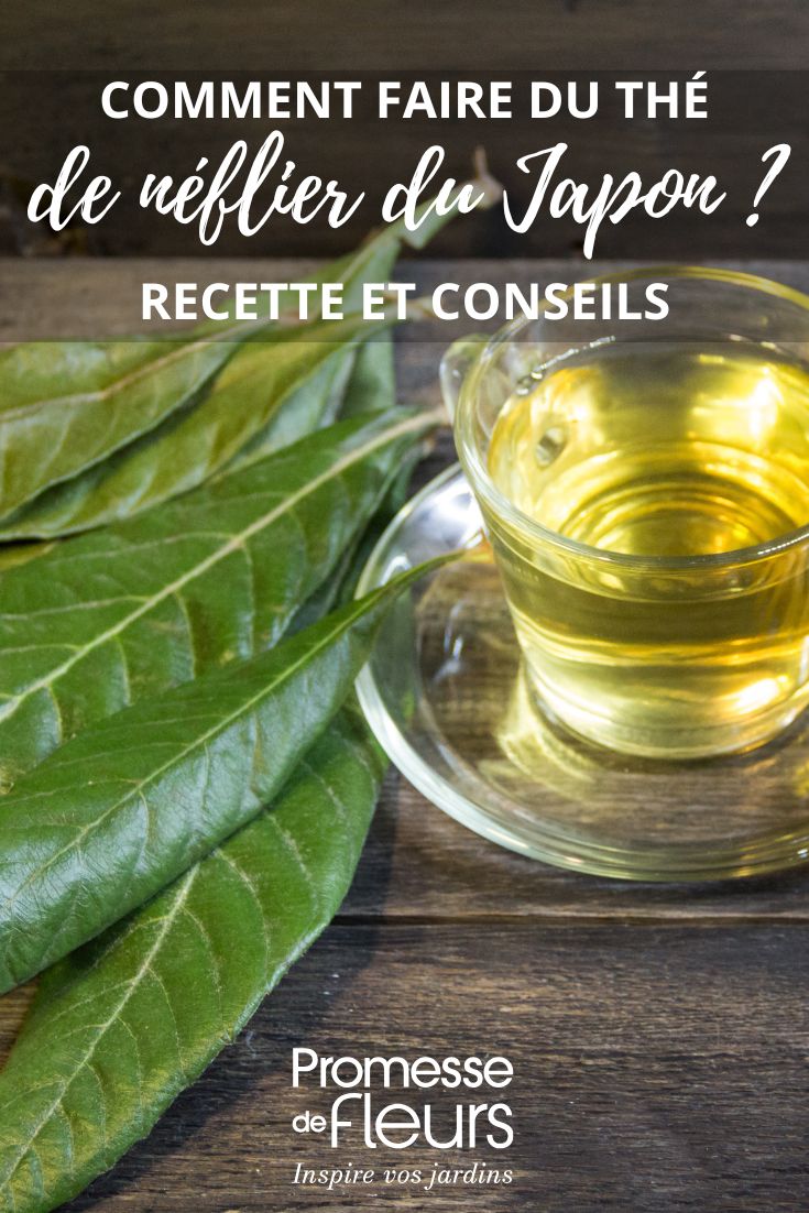 infusion de feuilles de neflier