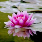 Comment rempoter un nénuphar devenu trop à l'étroit ?