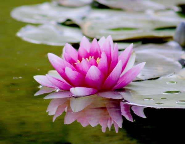 Comment rempoter un nénuphar devenu trop à l'étroit ?