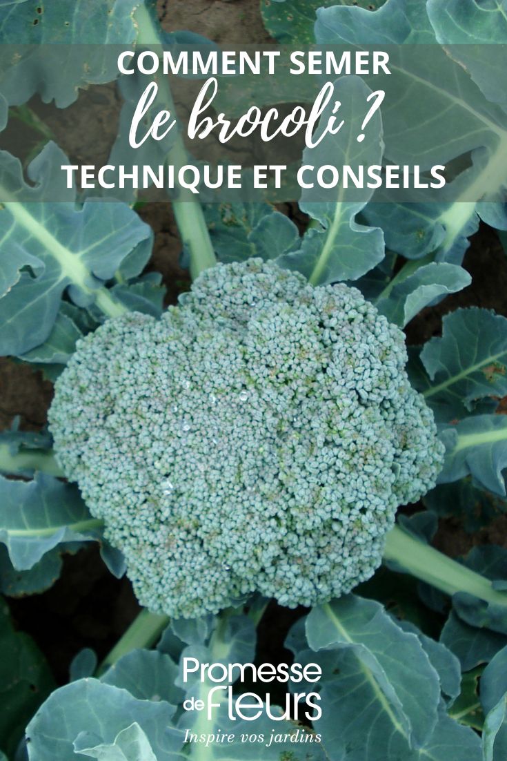 un brocoli au jardin potager