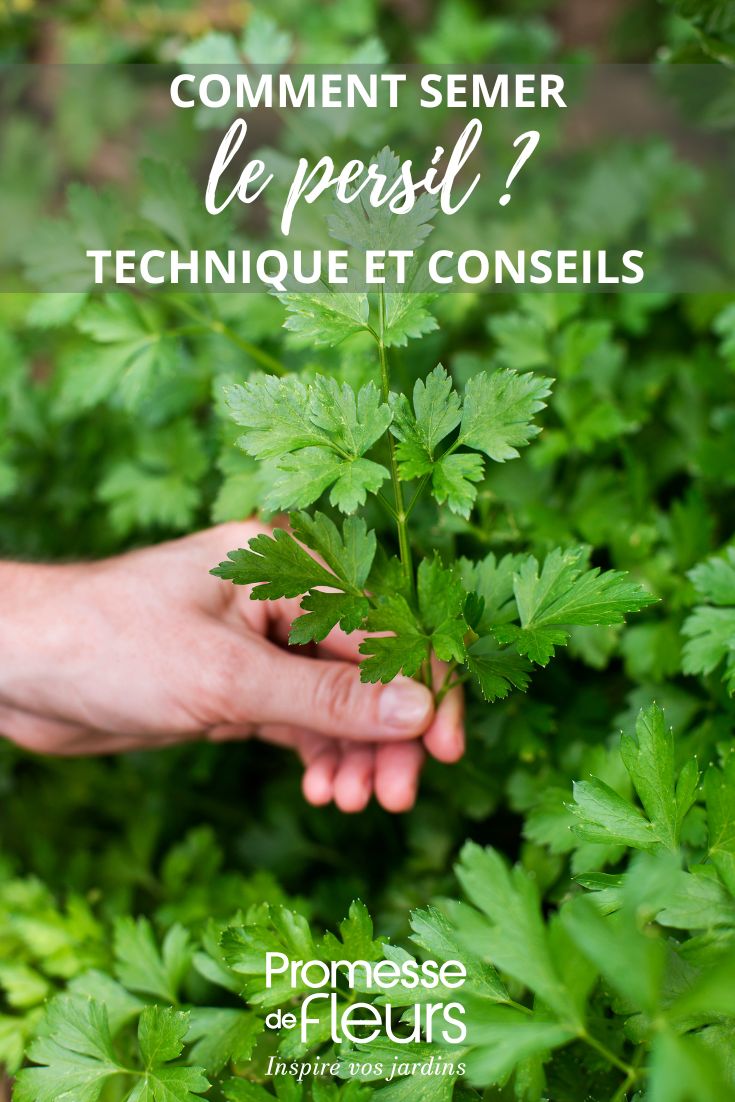 un persil au jardin