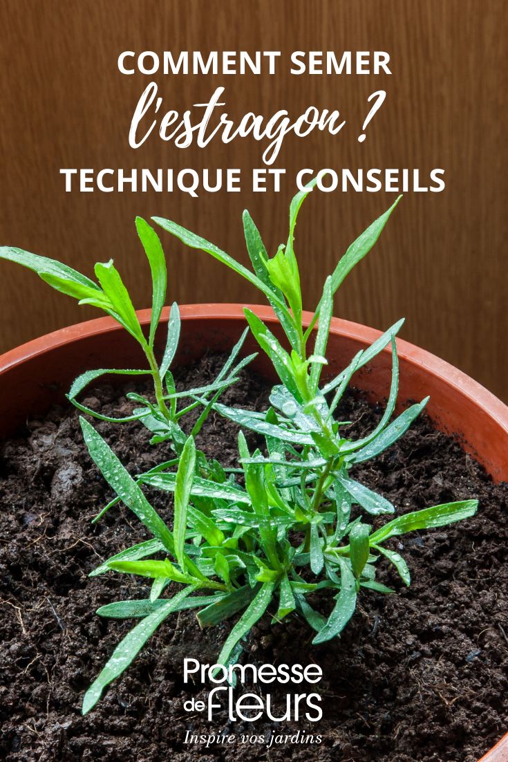 semis d'estragon