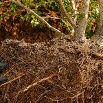 Comment réussir la transplantation de vos arbres et arbustes ?