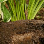 Transplantation des vivaces et graminées : Réussir le déplacement de vos plantes