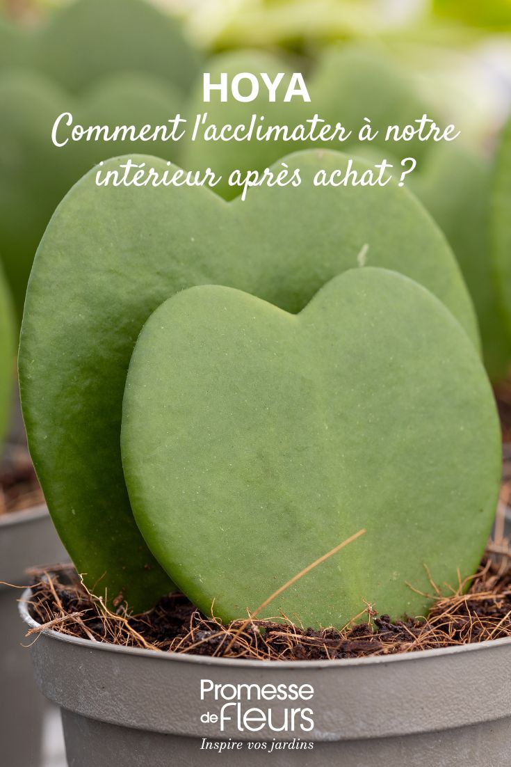 feuille d'un jeune hoya en pot