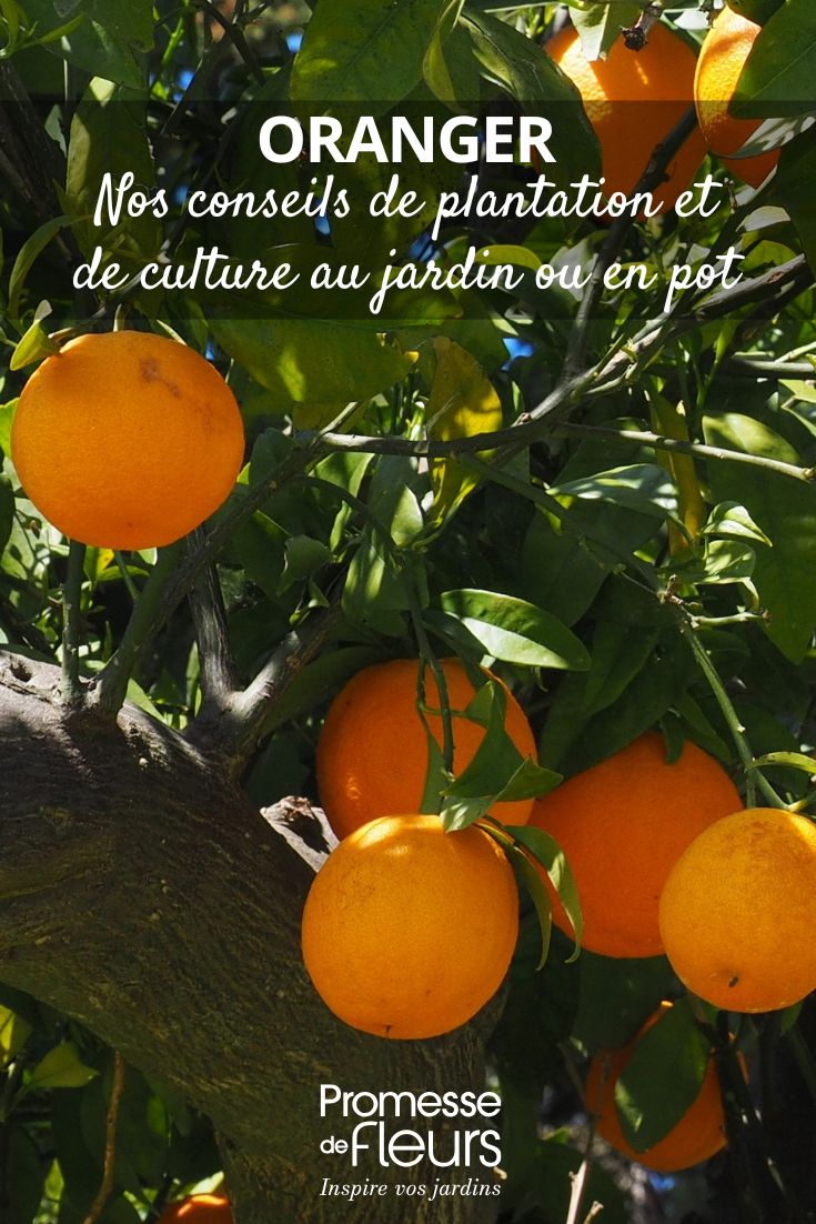 comment cultiver un oranger ?