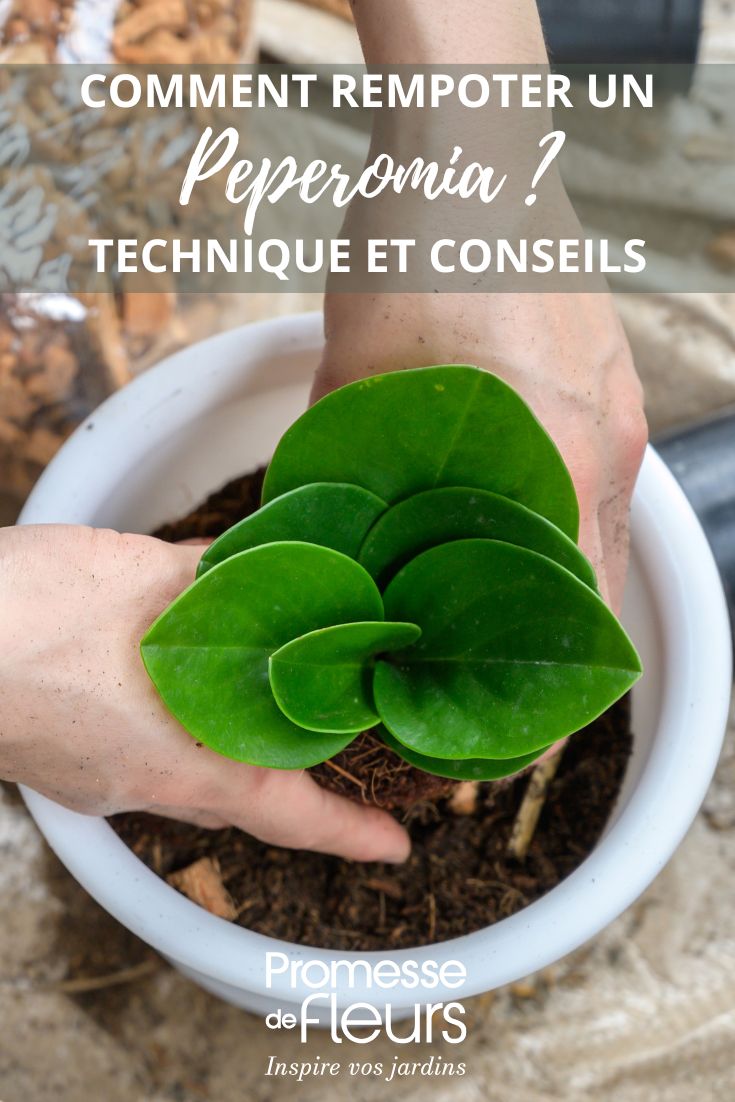rempotage d'un peperomia