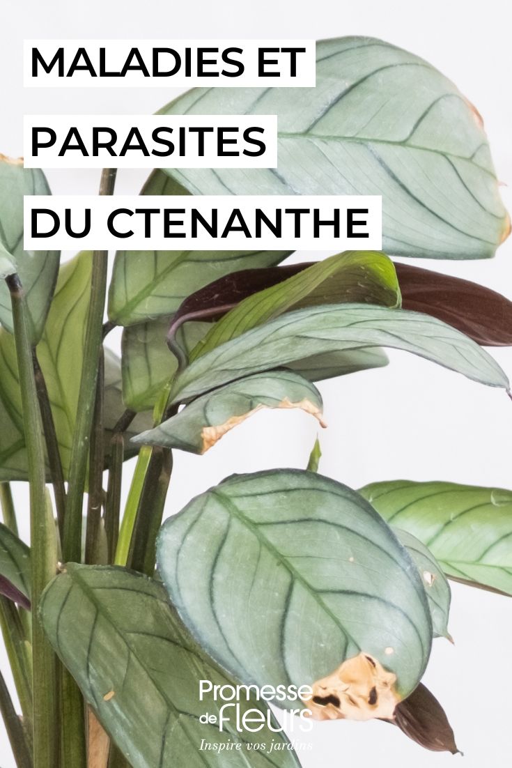 soigner un CTENANTHE