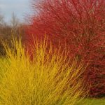 Comment multiplier les cornouillers à bois coloré par marcottage ?