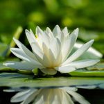 Lotus, Nymphéa ou Nénuphar ? Ne confondez plus ces trois plantes !