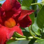 Adoptez les dipladenia à port compact !