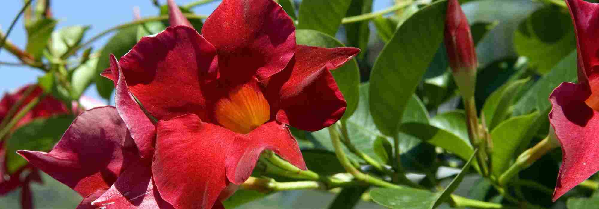 Adoptez les dipladenia à port compact !